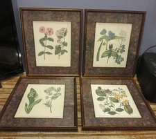 Set/4 Bombay Company Private Collection "The Edwards Botanicals" Repro Engraving