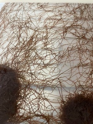 100 count Live Blackworms,  99.9% LEECH FREE