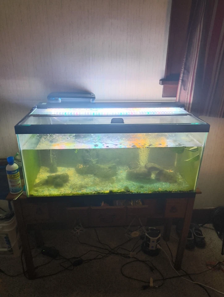 Tudo incluído para tanque de peixes de 40 galões e quatro peixes - Imagem 2 de 4