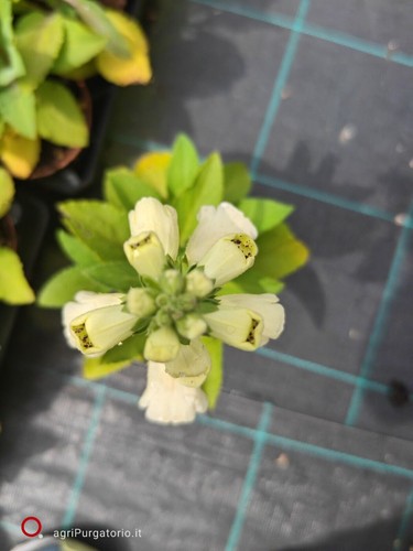 Digitalis Dottie Mix pianta di Digitale - Imagen 9 de 10