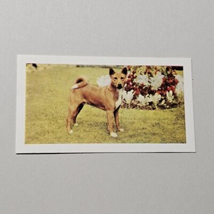 BASENJI 1961 DOGS 8A11 HORNIMANS TEA CARD