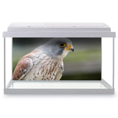 Fish Tank Background Kestrel Bird of Prey Portrait Nature Wildlife ...
