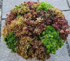 N 1/2 Gallon Sampler Live Sphagnum Moss Crisp And Fuzzy Fresh Cleaned Maine