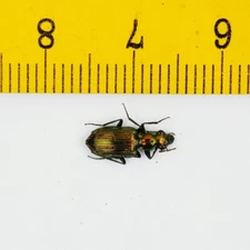 GROUND BEETLE - Carabidae sp - MALAYSIA - 8523