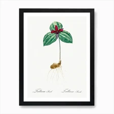 Tri Flower (Trillium Sessile) Illus Framed Wall Art Poster Canvas Print Picture