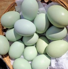 One Dozen Blue  Mint Hatching Eggs  Fresh  Fertile 