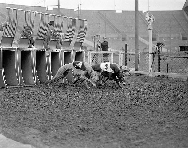 Greyhound Racing Wembley Dogs fly out of their traps at the start