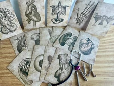 Miniature MEDICAL 1:12 retro DOCTOR kit NURSE ANATOMY poster Stethoscope Shot