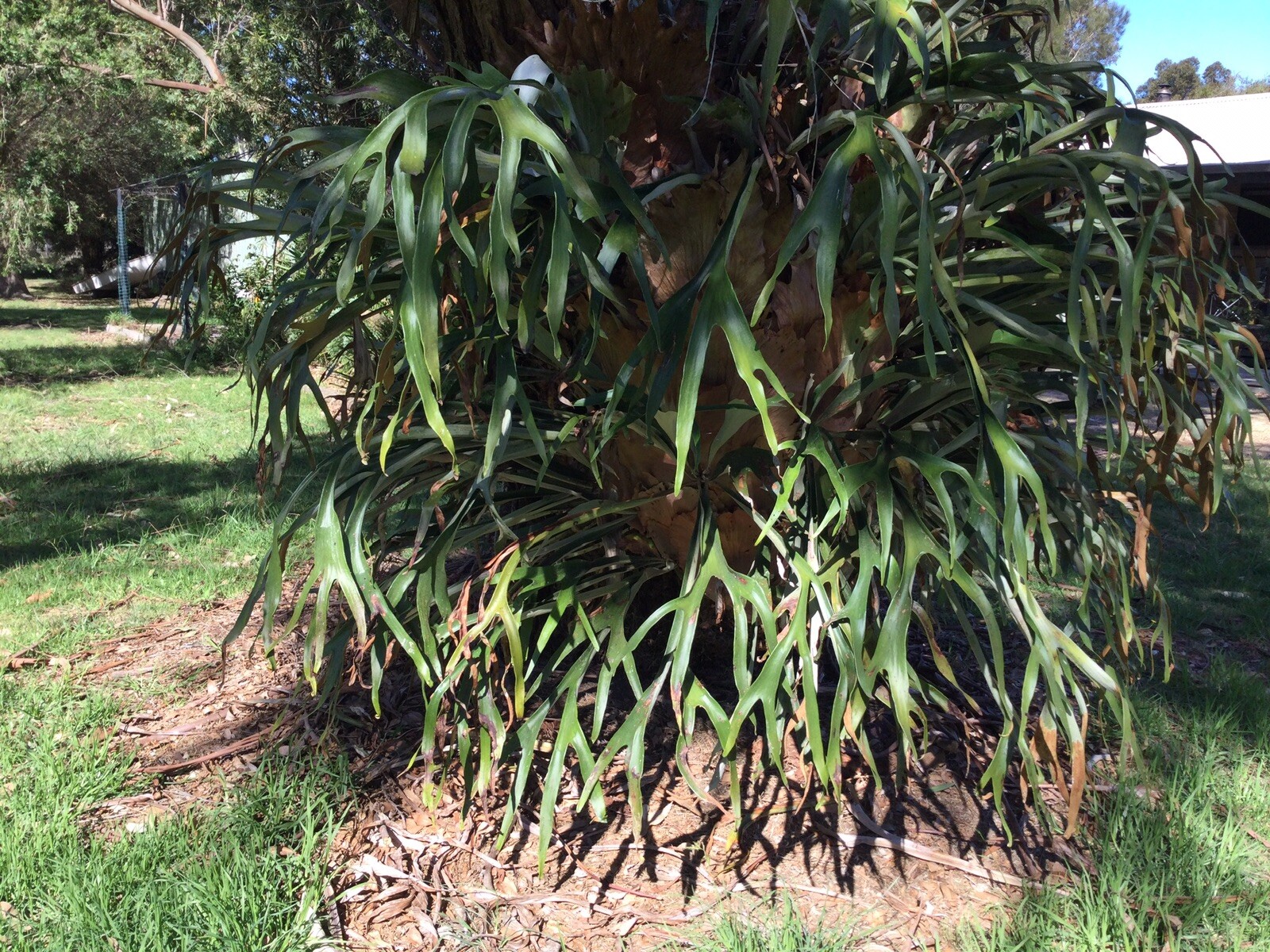 Huge staghorn fern for sale eBay