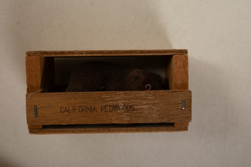 California Redwoods Bear in Wooden Crate Souvenir (B4C/JSF6) Postcard I Caught - Picture 7 of 7