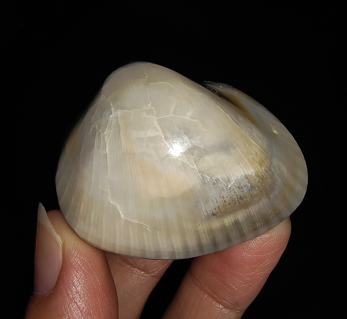002, SEASHELL FOSSIL, AGATIZED CLAM, BIVALVE FROM JAVA