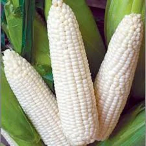 Truckers Favorite White Corn Seeds, Heirloom,1/2 Lb. Pack, NON GMO, Untreated
