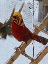 PRE-SALE 6 Red Golden Pheasant Hatching Eggs NPIP April/May Ship