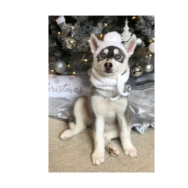 Sombrero para Perro PomPom Mascota Sombrero Tejido Ganchillo Todos los Tamaños Halloween Negro Foto 4 de 4