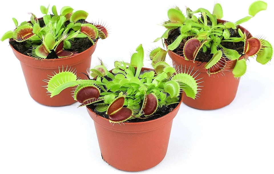 Carnivorous Plant Trio: Live Venus Fly Traps - Educational & Easy Indoor Care - Image 3 of 4