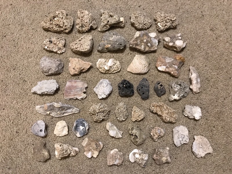 7 Pounds of Unique Beach Stone Fossils and Rocks 1” to 3” Home Decor Crafts