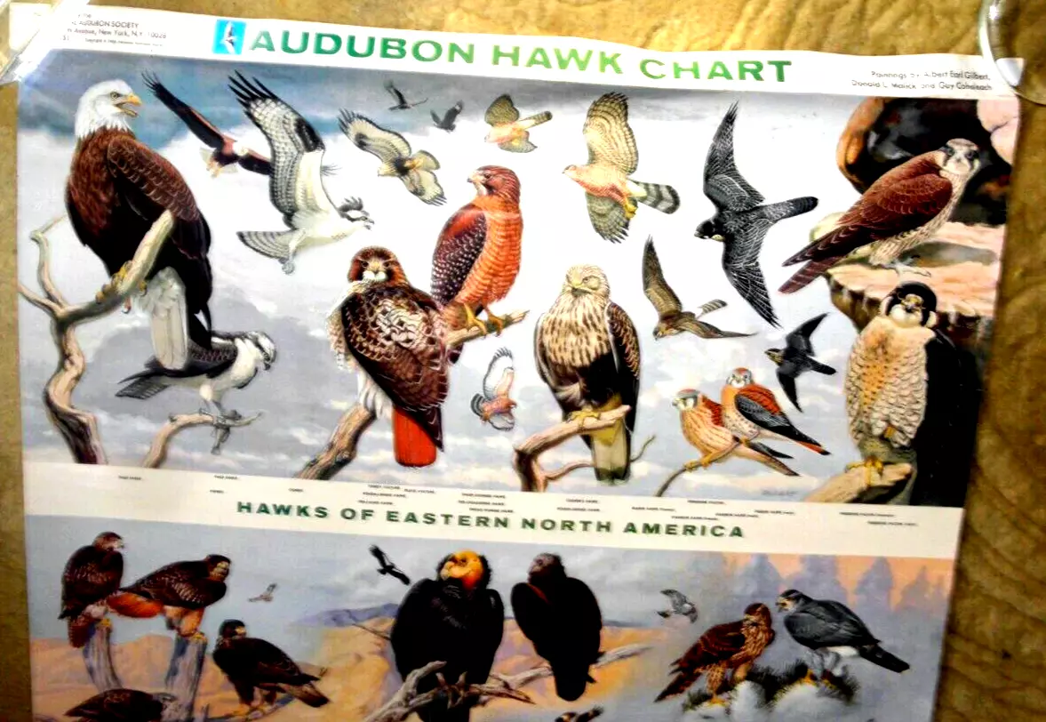 Birds of Prey of North America Giant Poster