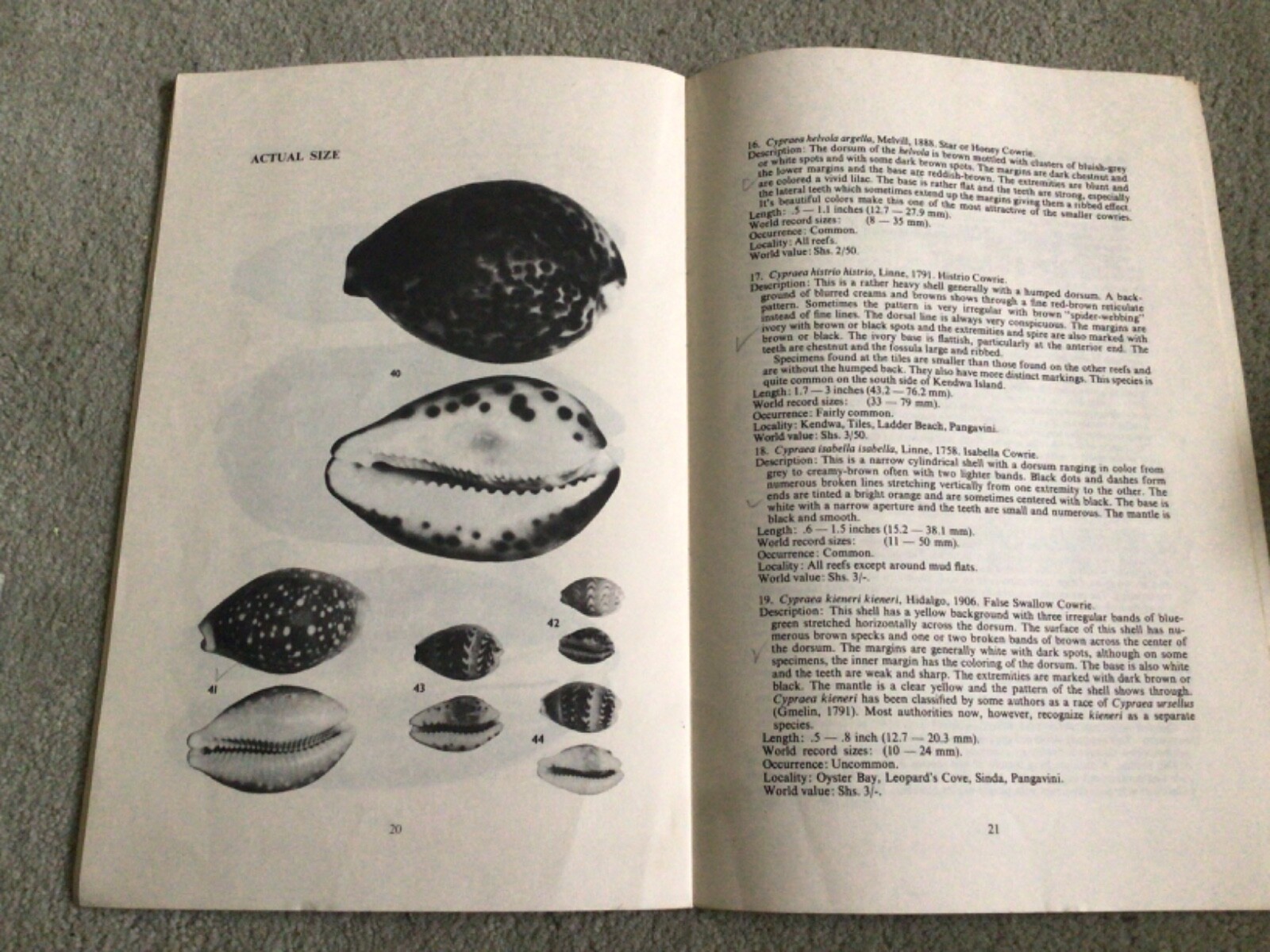 Collecting Cowries in Dar es Salaam 1967 Illustrated Guidebook Shells