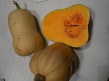 Courge Butternut x 20 graines BIO