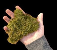 Live Carpet Moss - One Quart Bag - Great For Terrarium Or Bio-Active Setup