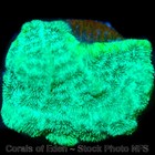 Corals of Eden ~ WYSIWYG Live Coral Frag ~ Kryptonite Leptoseris Coral SPS — photo 6