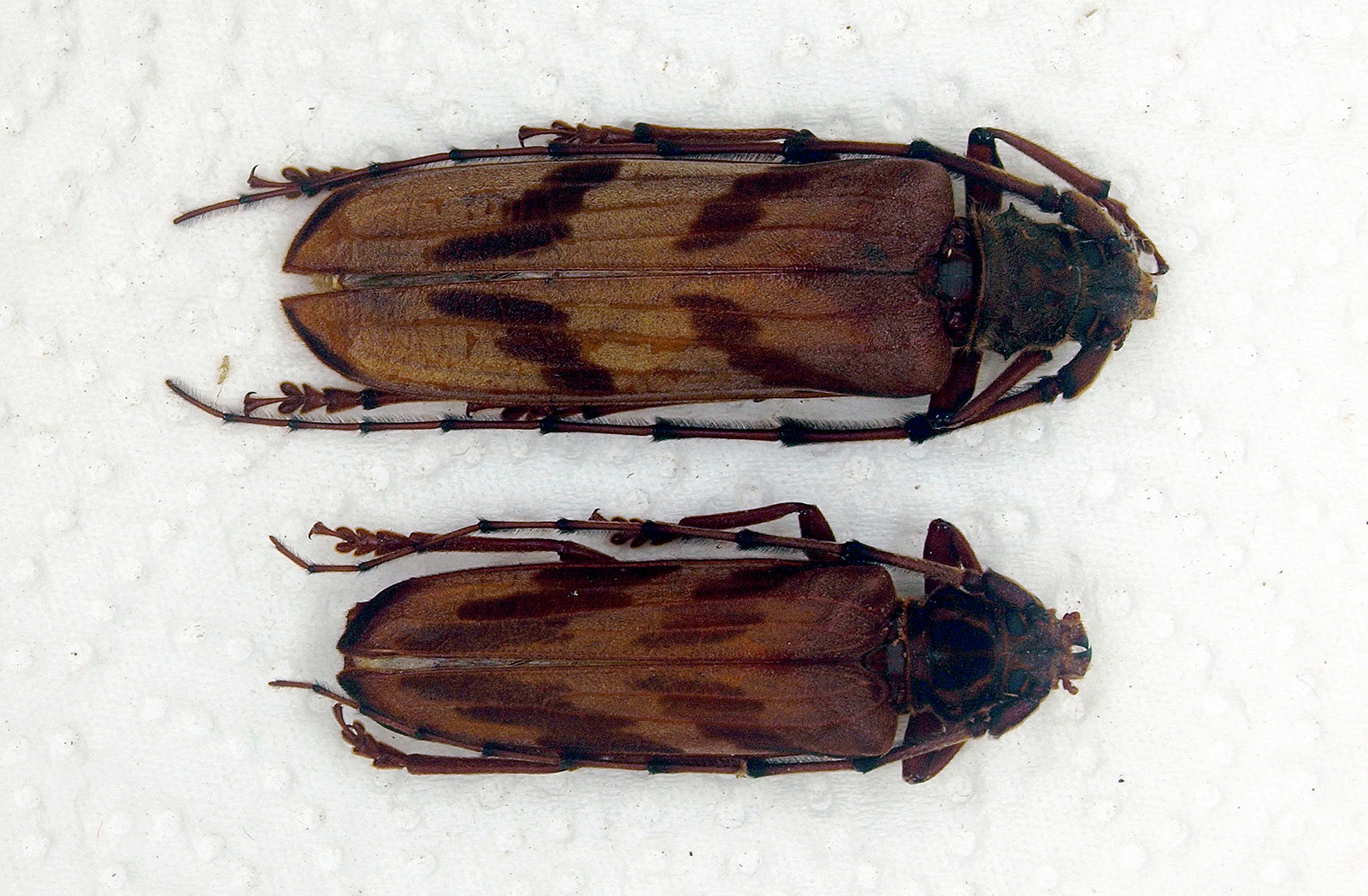 Beetle Longhorn Beetles Cerambycidae sp (42mm/49) Malaysia (LH49