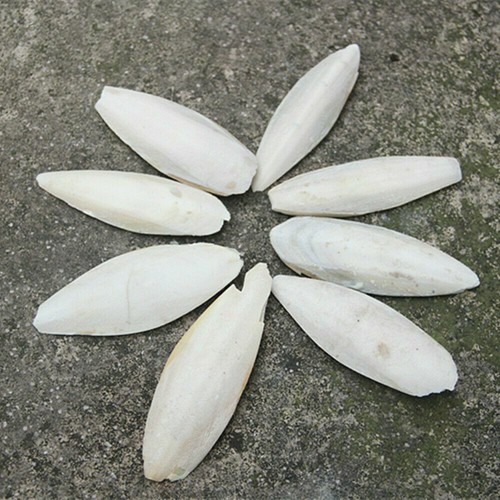 20Pcs Natural Cuttlefish Bone 7-10cm Bones Suitable For Birds Tortoise Snails - Picture 9 of 11