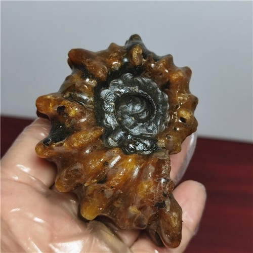 199g Ammonite specimens of natural conch from "goat's horn" of Madagascar A22 - Picture 4 of 13