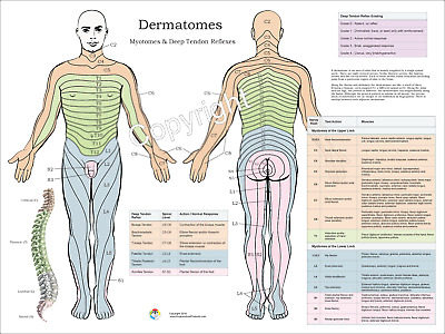 Nerve Distribution Chart