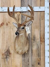 3x5 Whitetail Shoulder Mount Taxidermy