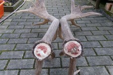 frisches Paar Abwurfstangen 7,3kg Hirschgeweih Geweih