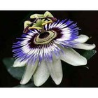 Becky's Blue & White Caerulea Passiflora Passion Fruit