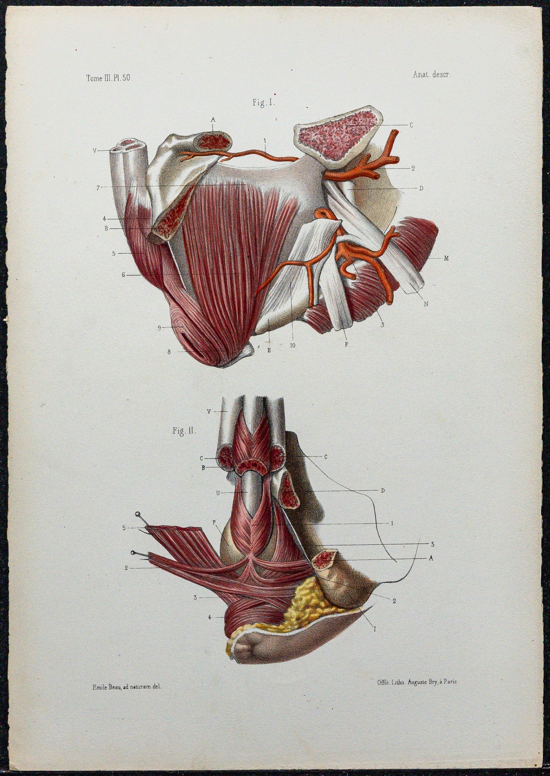 1866 - Männliche Beckenbodenmuskulatur - Anatomie & Urologie - Alte Gravur