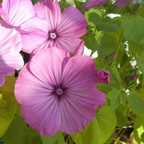 20 Semillas Lavatera Rosa