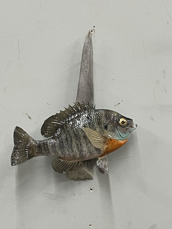 Bluegill Taxidermy Mount On Driftwood Wildlife Art Decor