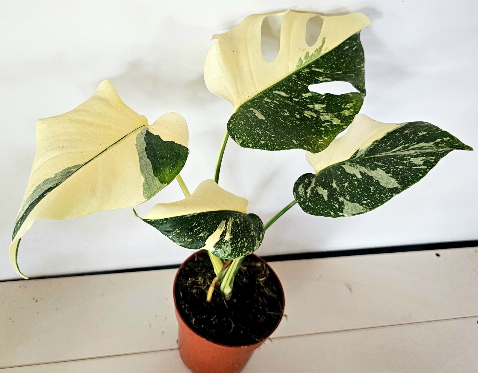 Monstera Thai Constellation Very White - B2