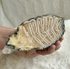 Mammut Zahn stabilisiert Fossilien