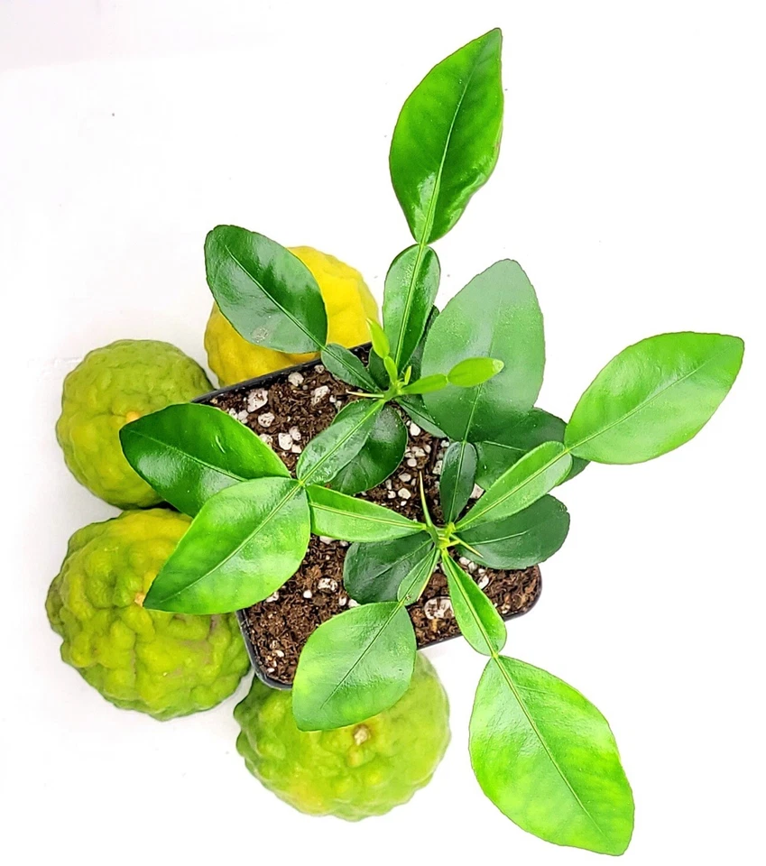 Pot of 3 healthy kaffir lime plants, 2-4 inches tall. - Image 3 of 4