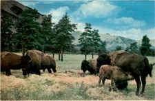 CANADIAN ROCKIES, WILD LIFE, BUFFALO, BISON, Banff, Postcard