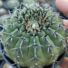 3PCS Gymnocalycium bodenbenderi plants Garden decoration beautiful  Plants 3-5CM