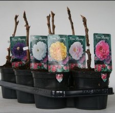 Beautiful  Trees Peony Paeonia Suffruticosa Japan In 15 Cm