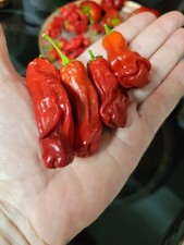 Rare 30 Peter Pepper Seeds - NON-GMO - Heirloom Organic - USA Seller