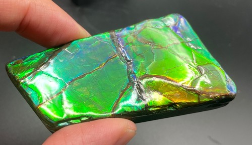 Ammolita fósil de 7 cm con varios colores - amonita, Alberta, Canadá. - Imagen 5 de 8