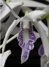 Dendrobium Rennellii RARE SPECIES Orchid 2” Pot - Seedling