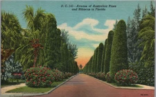 Avenue of Australian Pines and Hibiscus, Florida Linen Postcard Unposted