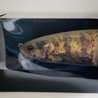 DRT DiRT KLASH GHOST Color DRT TIGER 007 - Image 2