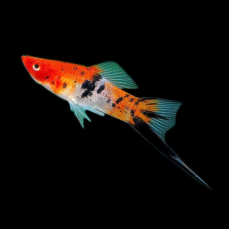 Koi swordtail discount