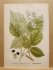 1886 ANTIQUE PICTURES LITHOGRAPH ART PRINT BOTANY FLOWER FLORA NATURE DECO PO...