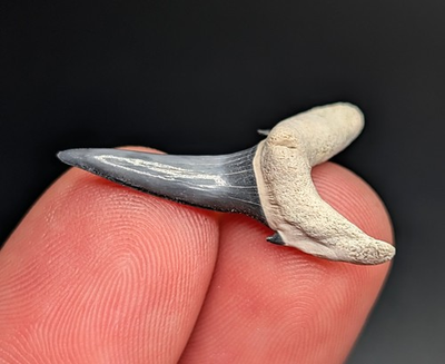 #ad #ad Striking Blue Sand Tiger Shark Tooth BV Florida Quality Tooth $22.05