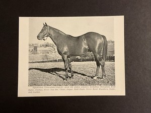 NASRULLAH 3 PHOTOS LOT  Horse Racing  CHAMPION SIRE  BOLD RULER  SECRETARIAT